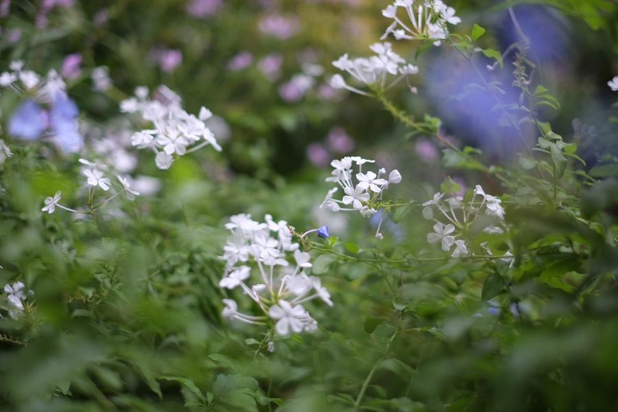 FUJIFILM X-E1 + FUJINON XF 35mm F1.4