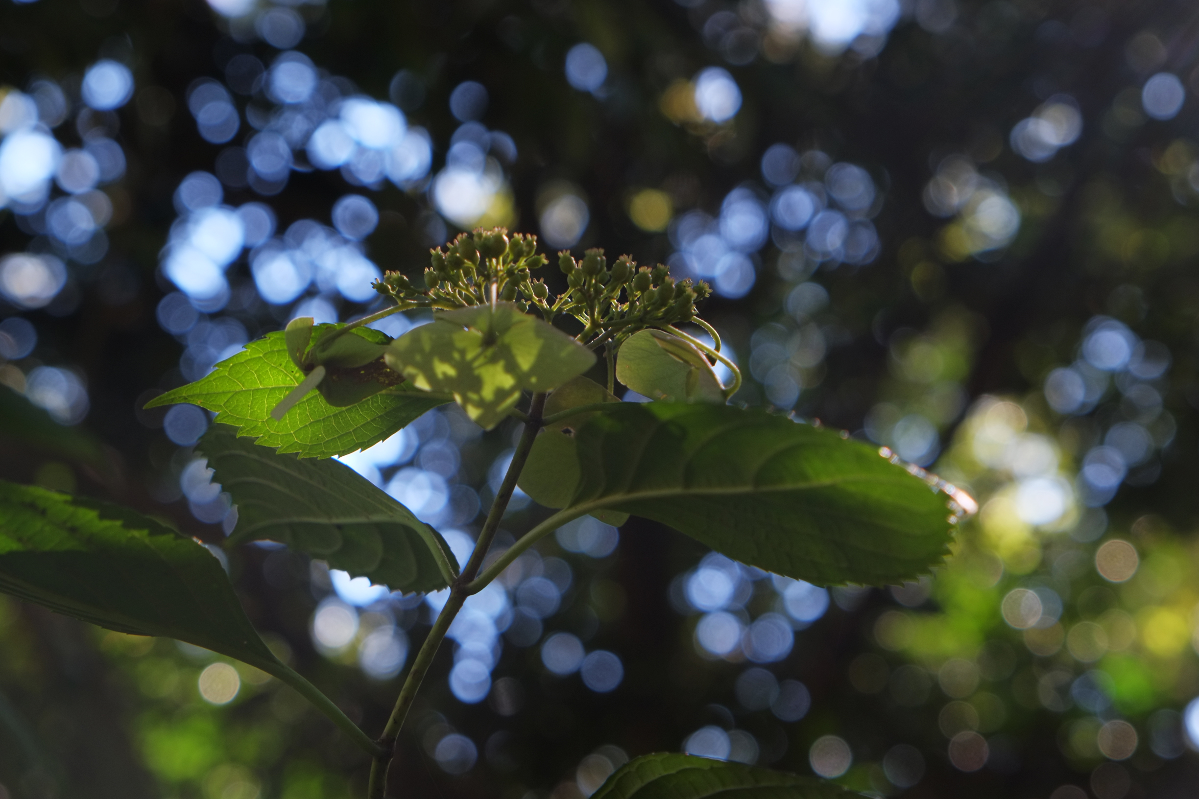 091:『XF18-55mm F2.8-4』 | KASYAPA