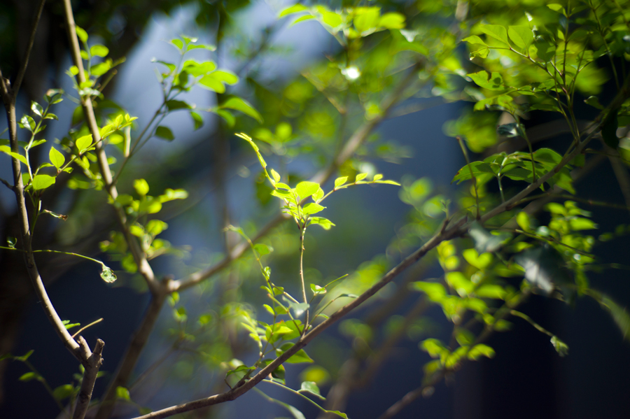 MS-Optics（宮崎光学） Sonnetar 50mm F1.1 | Kasyapa for LEICA