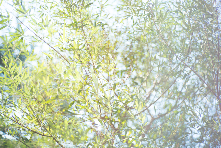 LEICA M + ELCAN 50mm/f2.0