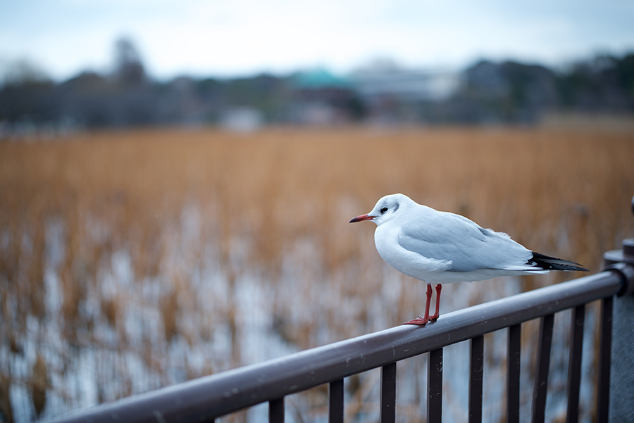 CarlZeiss Otus 55mmF1.4 ZF.2