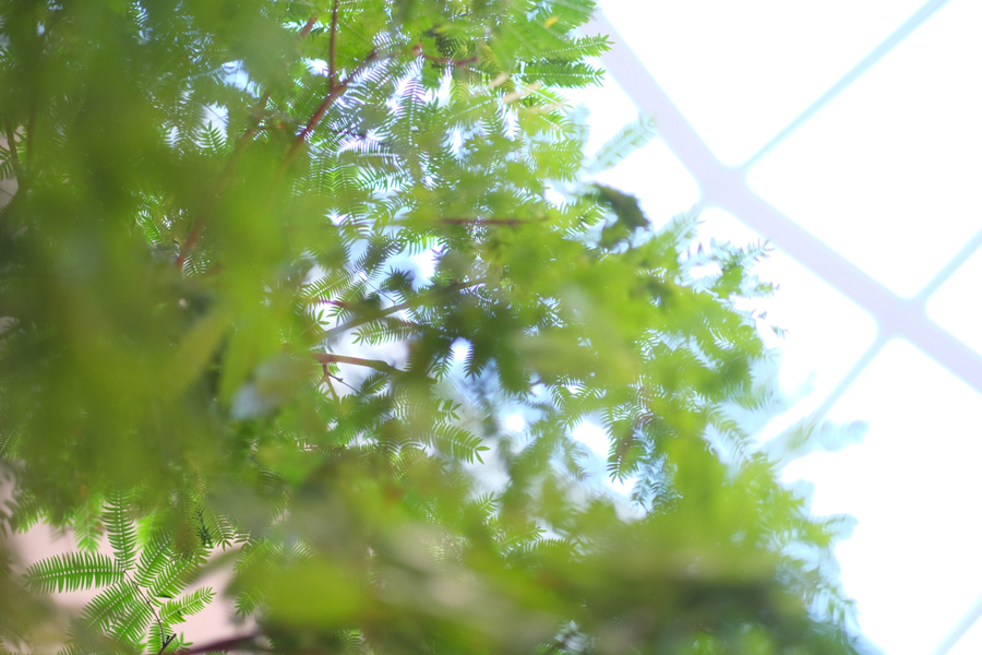 FUJIFILM X-Pro1 + FUJINON LENS XF56mmF1.2 R