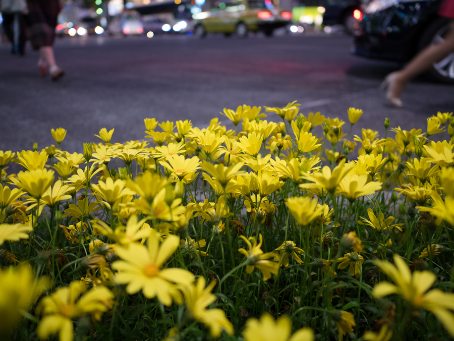 DMC-GM1 + LEICA DG SUMMILUX 15mm / F1.7 ASPH.