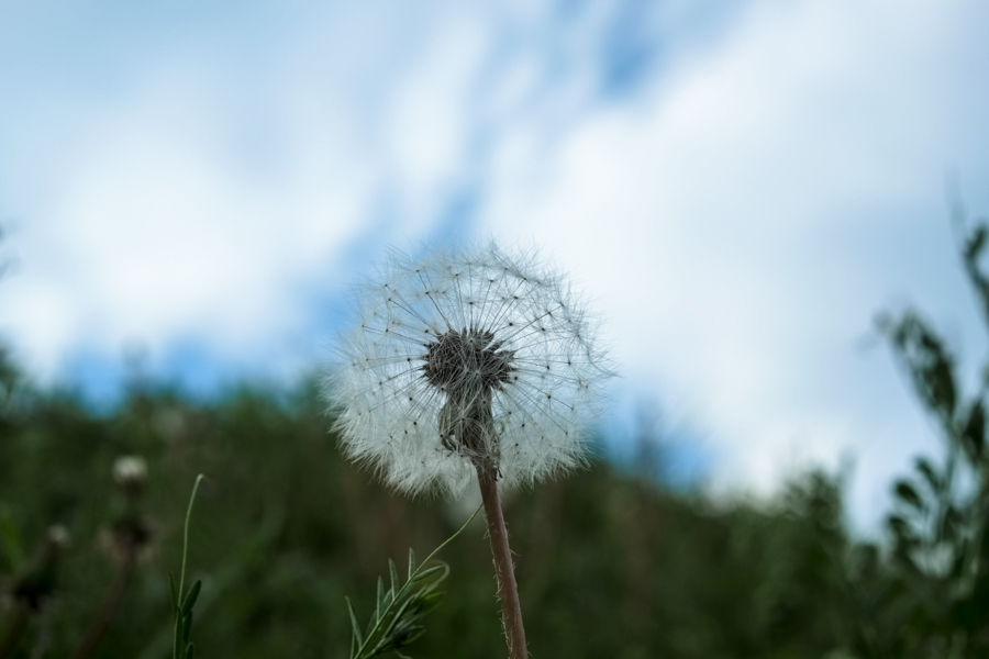 FUJIFILM X-Pro1+ XF 35mm F1.4 R 