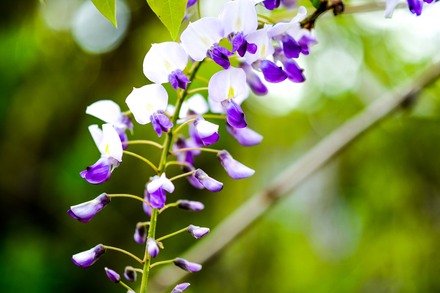 FUJIFILM X-Pro1 + FUJINON XF 60mm F2.4 R Macro