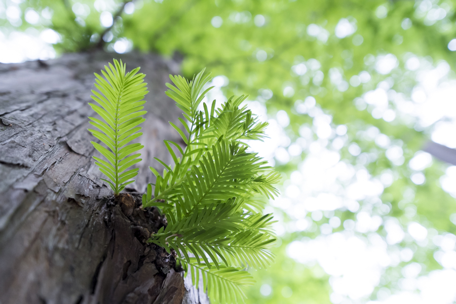 XF14mm F2.8R