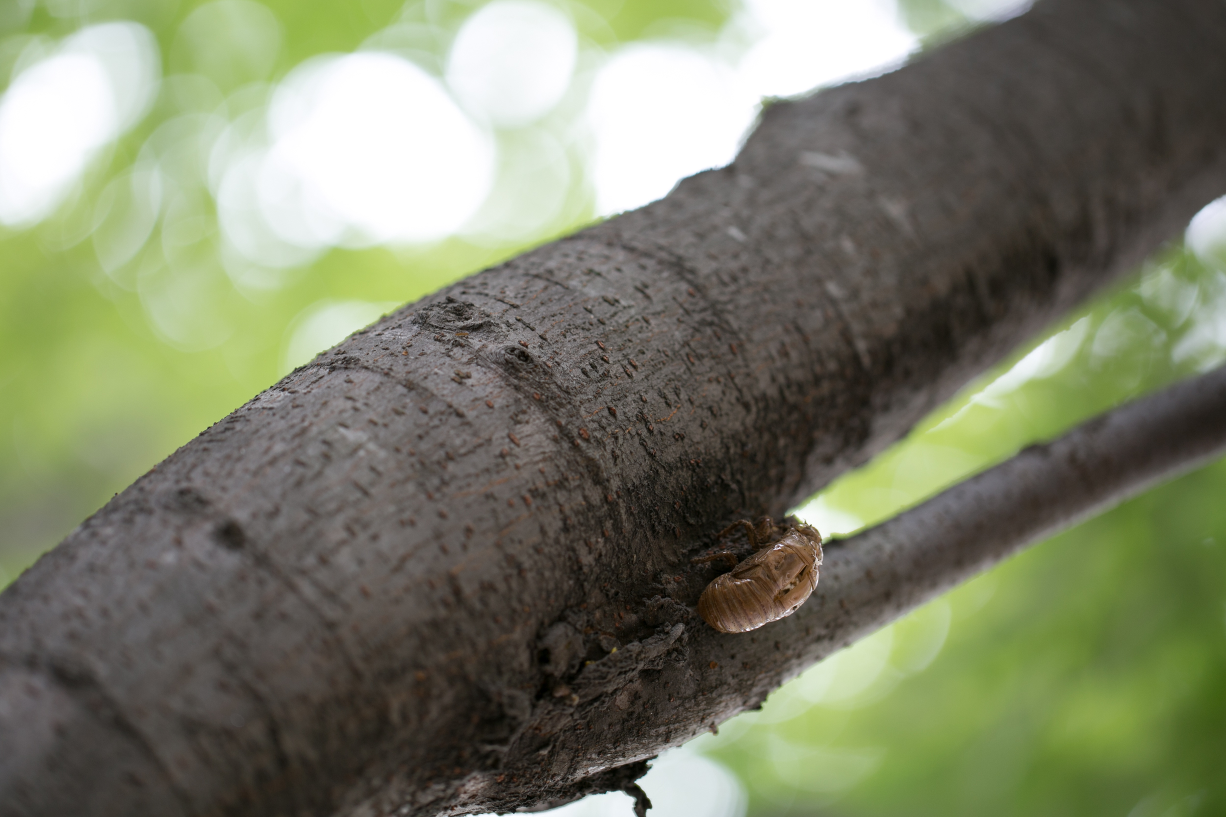 （値下げ）Canon EF100mm F2.8 L MACRO IS USM