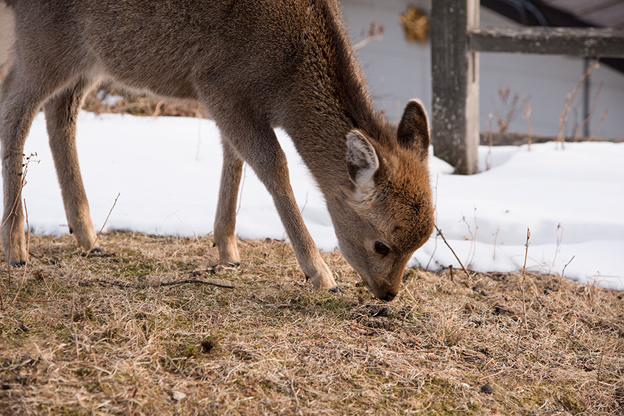 Nikon D810 + AF-S 24-120mm F4G ED VR