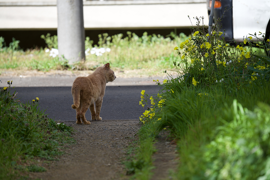 Nikon D810 +AF-S80-400mmF4.5-5.6G ED VR