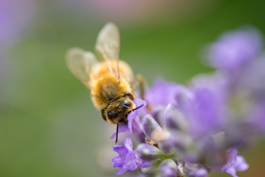 SONY FE 90mm F2.8 Macro G OSS