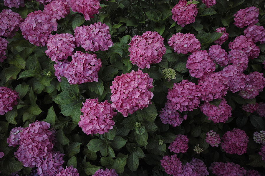 SIGMA dp0 Quattro