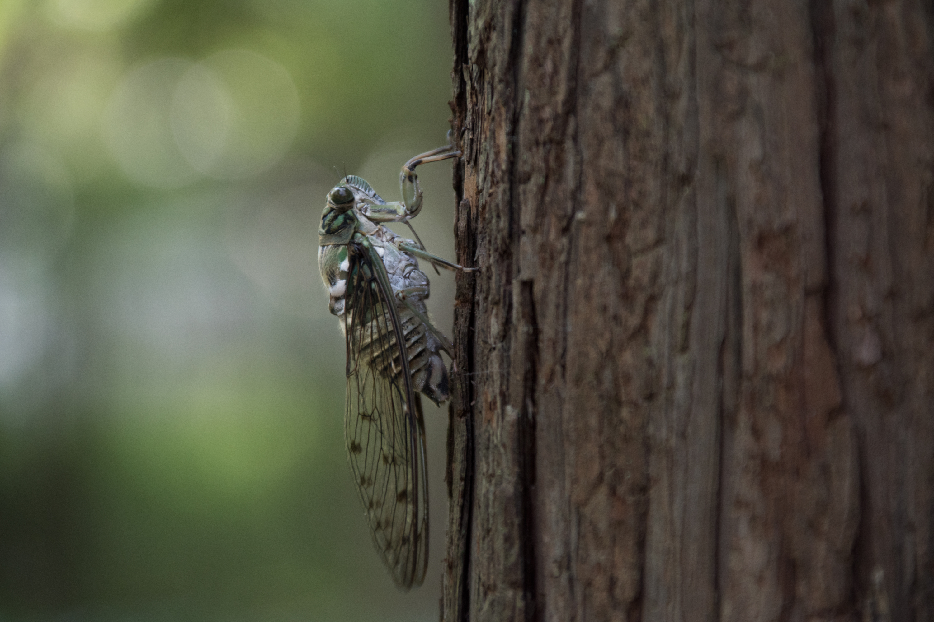 315:『TAMRON 18-200mm F3.5-6.3 DiII VC』 | KASYAPA