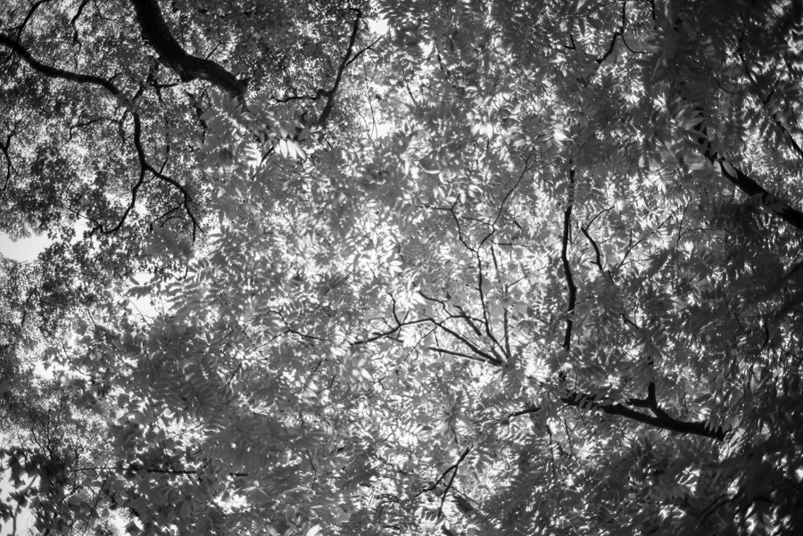 Leica (ライカ) Summicron 35mm F2 1st (8elements)Black Chrome
