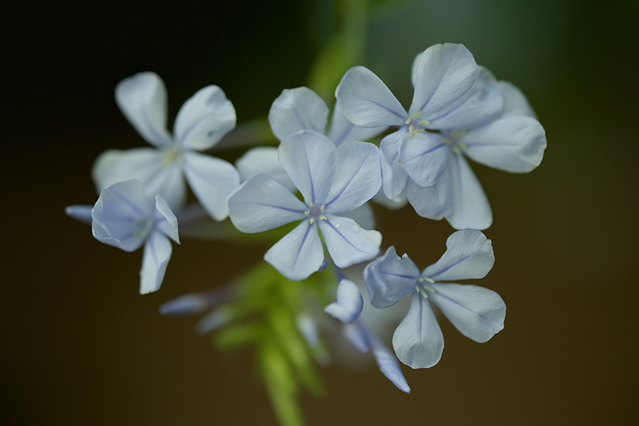 SAMYANG 100mm F2.8 ED UMC MACRO