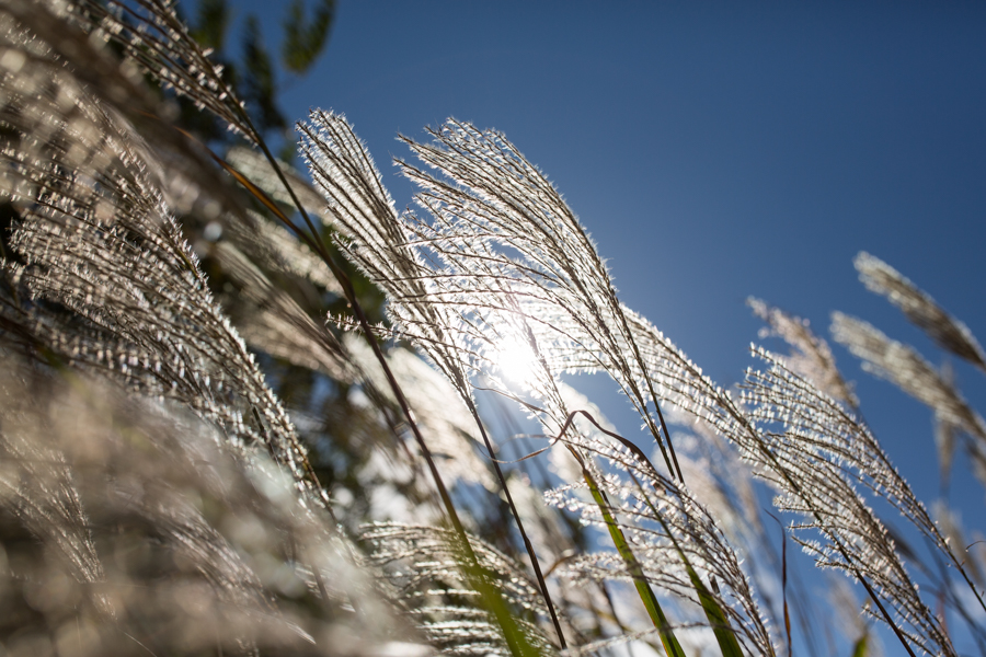 Canon (キヤノン) EF35mm F1.4L II USM