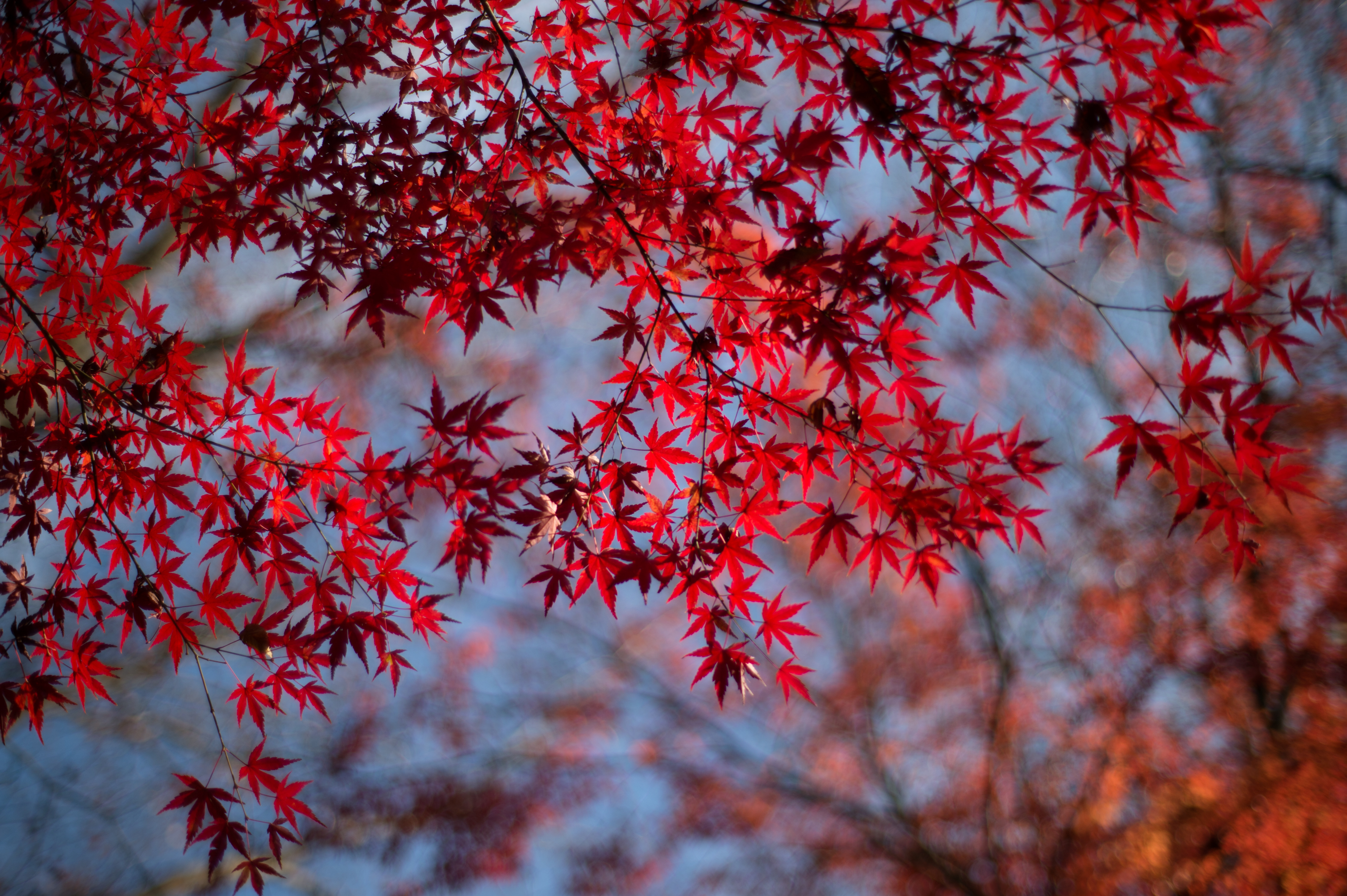 【EF】Carl Zeiss Planar T* 50mm F1.4 ZE