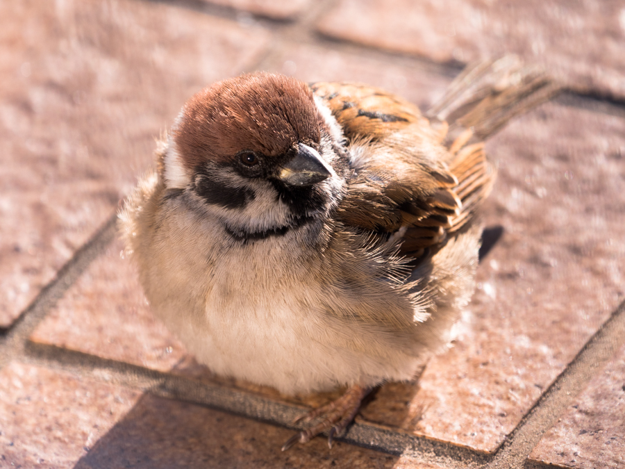 Panasonic (パナソニック) LEICA DG VARIO-ELMAR 100-400mm F4.0-6.3 ASPH. POWER O.I.S.