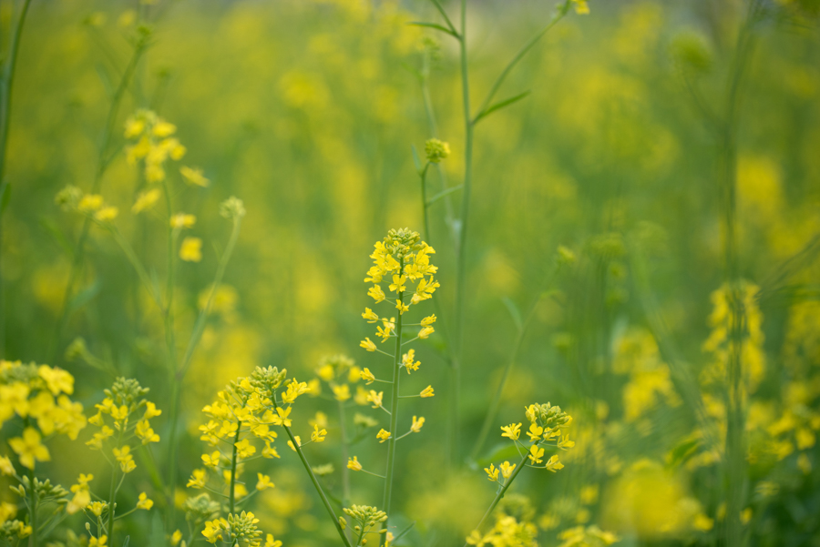 TAMRON (タムロン) SP 90mm F2.8 Di MACRO 1:1 VC USD