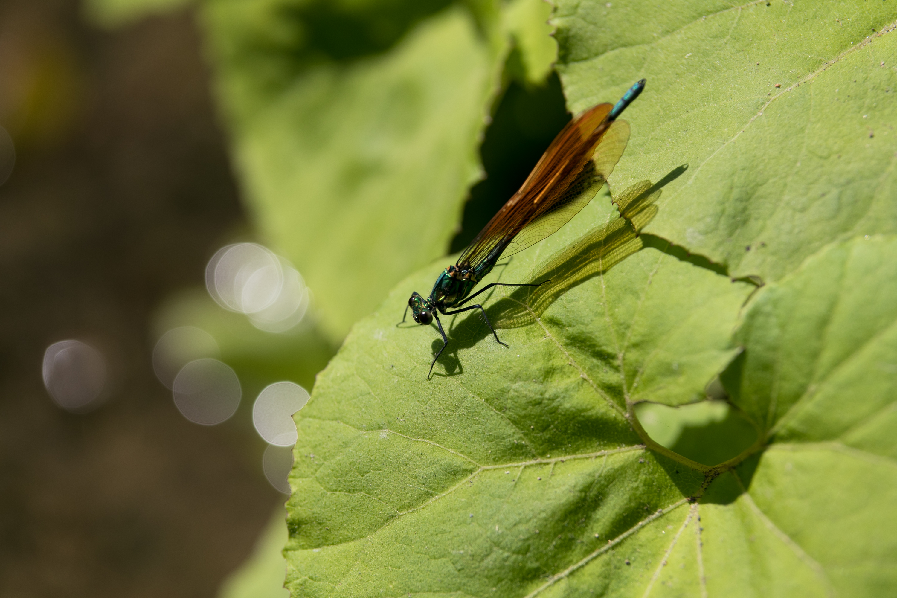 349:『SIGMA A 50-100mm F1.8 DC HSM』 | KASYAPA