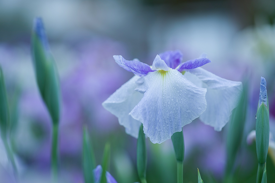 Carl Zeiss Milvus 100mm F2 M