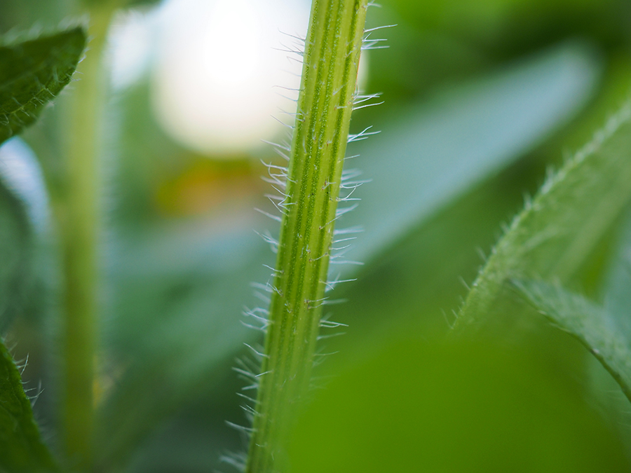 OLYMPUS (オリンパス) M.ZUIKO DIGITAL ED 30mm F3.5 Macro