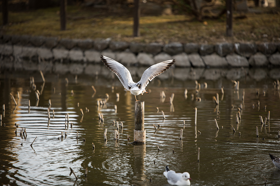 TAMRON (タムロン) SP 70-200mm F2.8 Di VC USD G2 A025E（キヤノン用）