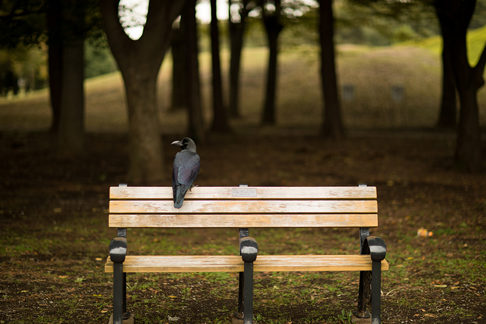 Canon (キヤノン) EF85mm F1.2L II USM