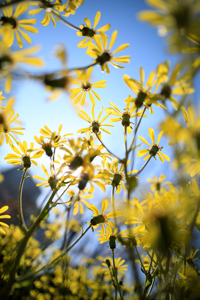 Carl Zeiss Milvus 25mm F1.4