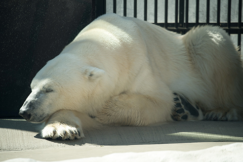 Nikon AF-S 180-400mm F4E TC1.4 FL ED VR