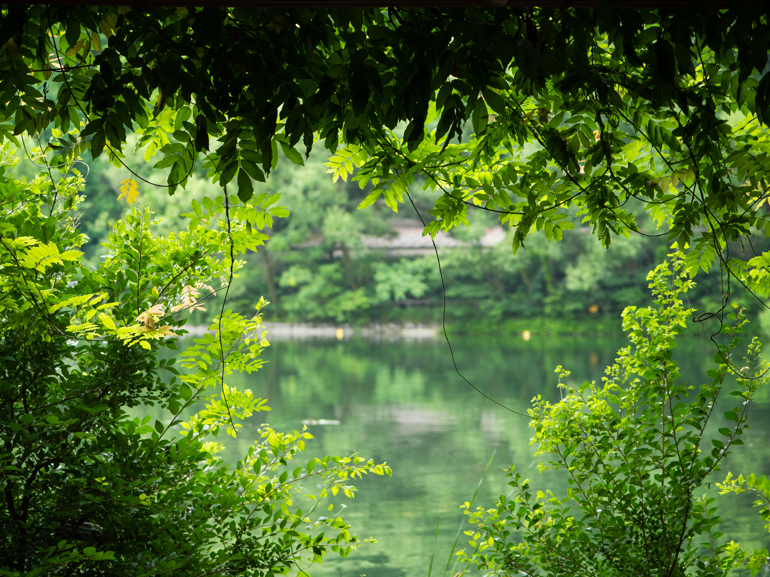 482:『Panasonic LEICA DG VARIO-ELMARIT 50-200mm F2.8-4.0 ASPH