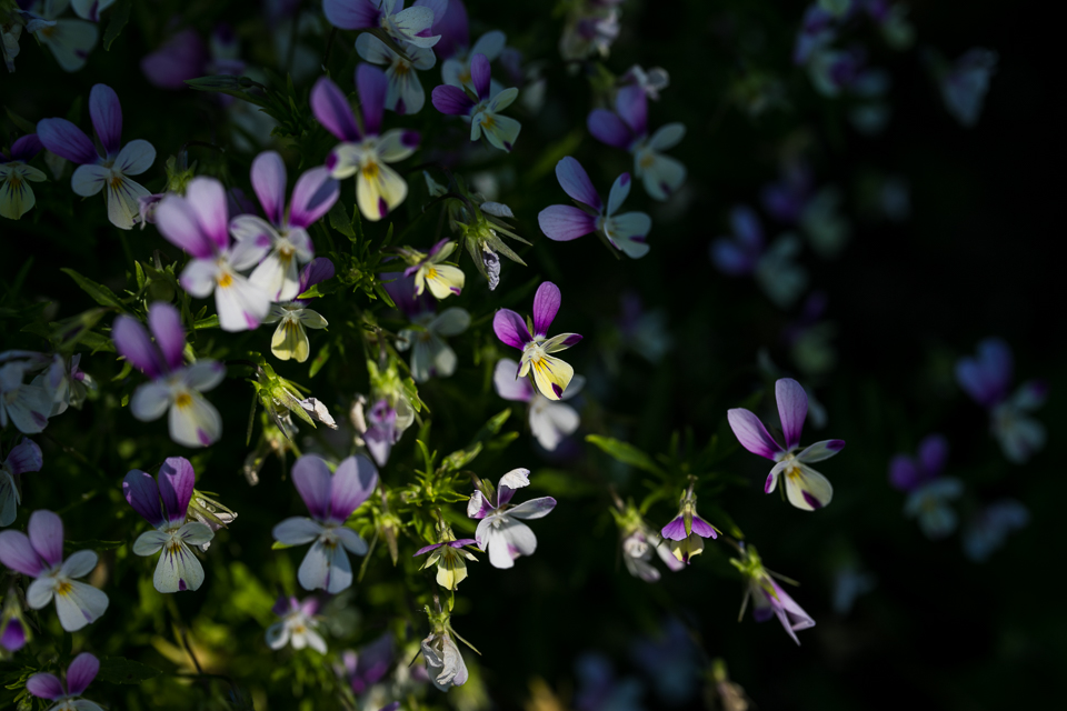 SIGMA (シグマ) Art 70mm F2.8 DG MACRO（キヤノン用）