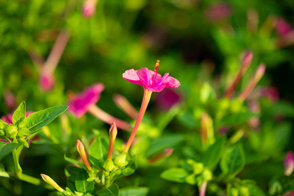 Canon(キヤノン) EF-M32mm F1.4 STM