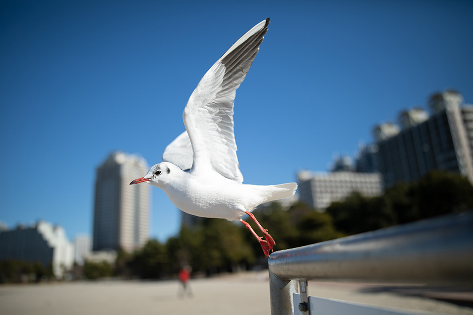 SIGMA (シグマ) Art 28mm F1.4 DG HSM