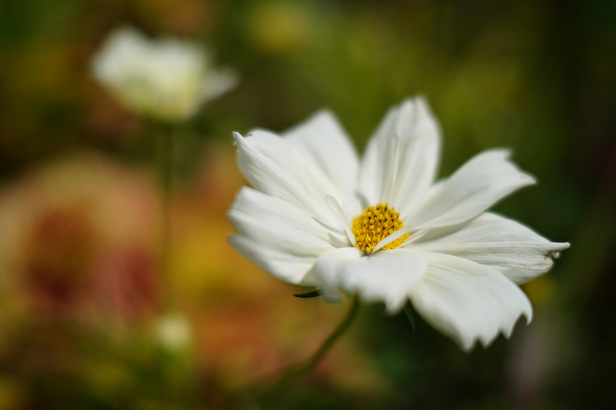 SIGMA Contemporary 45mm F2.8 DG DN （ソニーE用/フルサイズ対応）