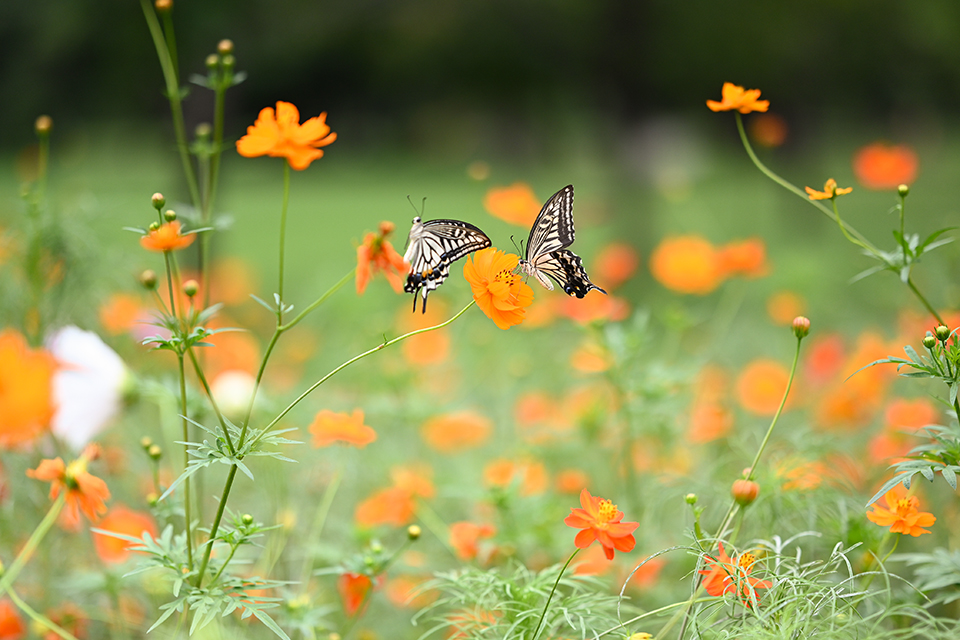 Nikon NIKKOR Z 85mm F1.8 S