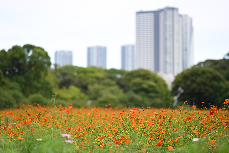 Nikon NIKKOR Z 85mm F1.8 S