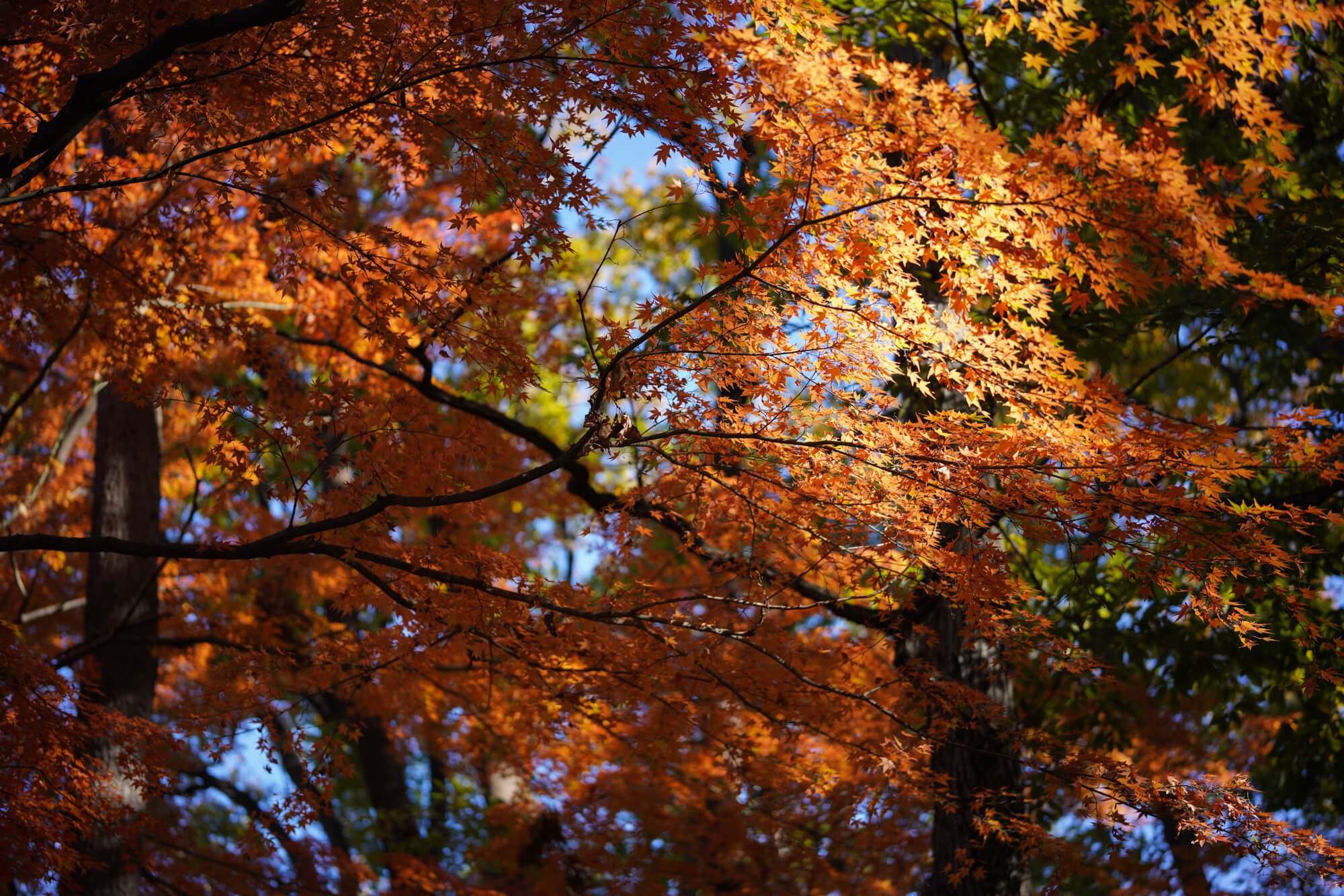 Voigtlander (フォクトレンダー) APO-LANTHAR 50mm F2 Aspherical E-Mount