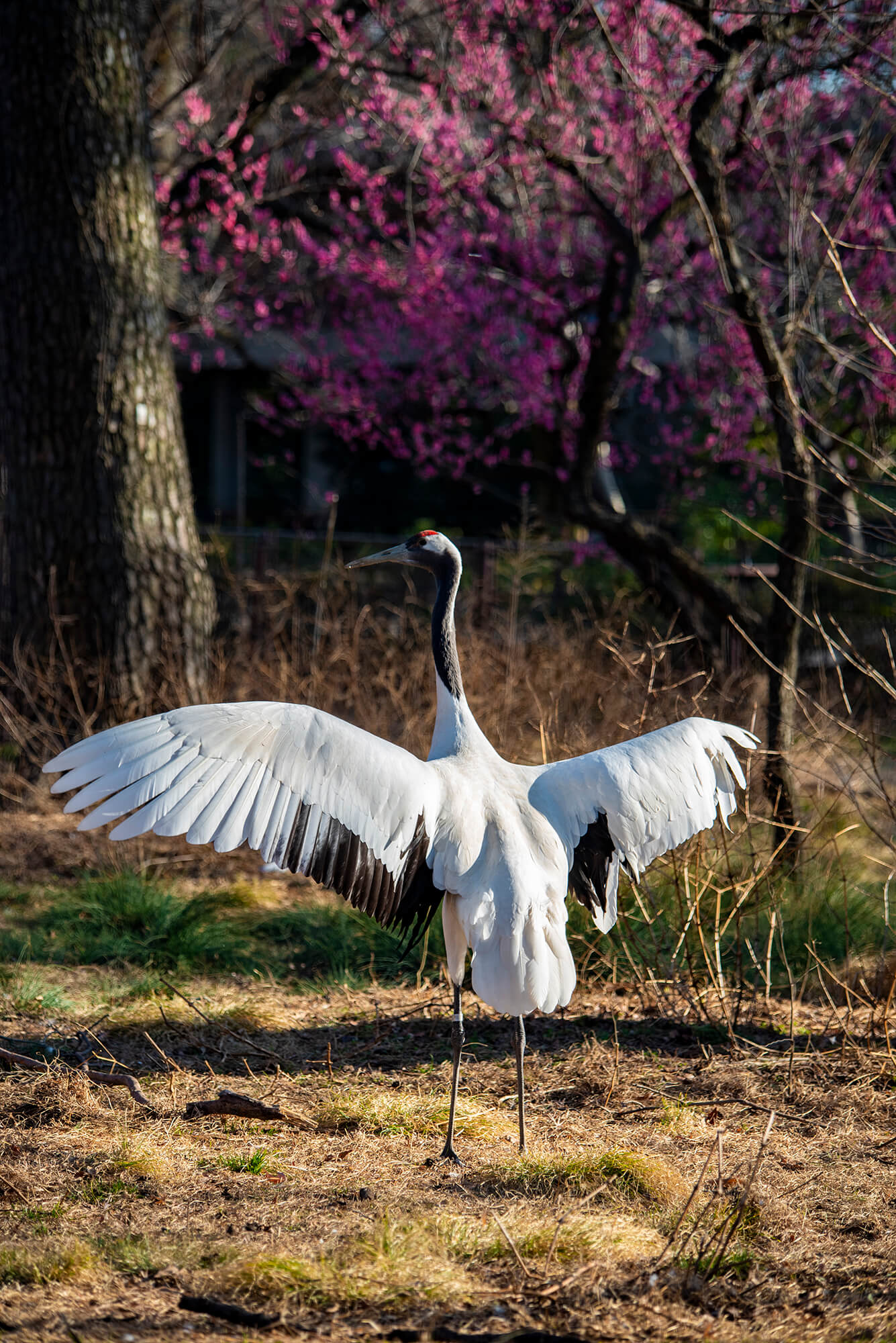 PENTAX HD D FA 70-210mm F4 ED SDM WR