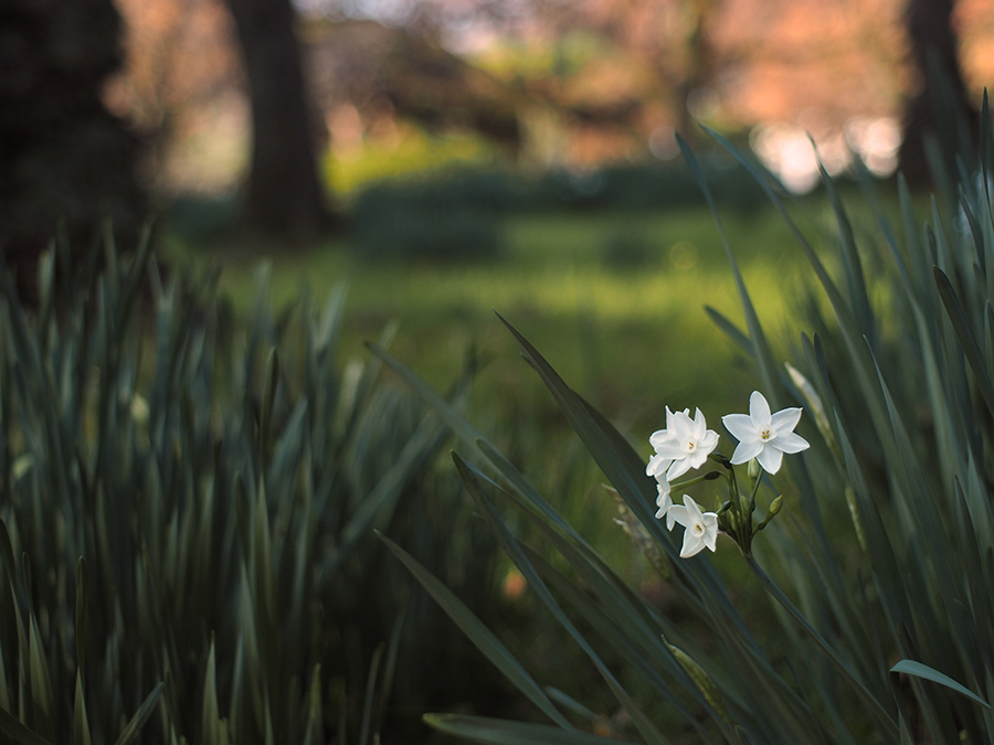 OLYMPUS PEN E-PL7 × LEICA Summicron M35mm F2.0 ASPH