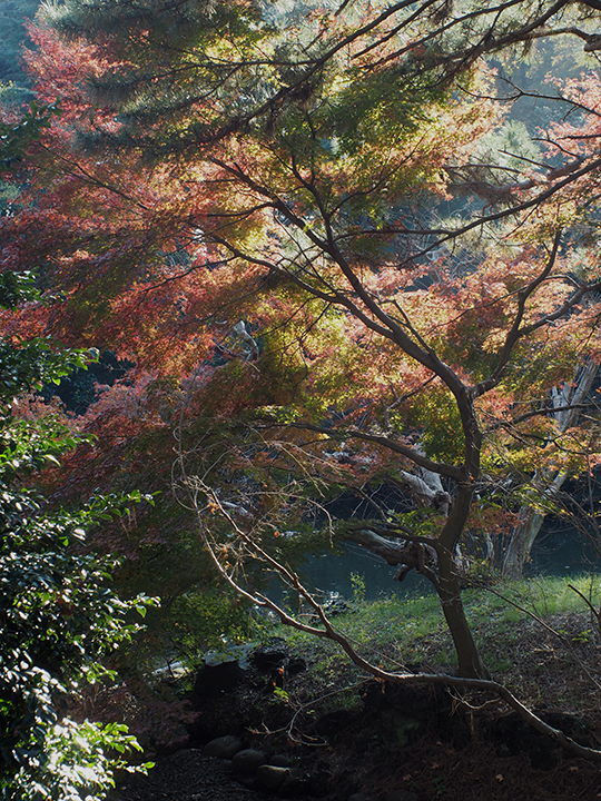 OLYMPUS PEN E-PL7 × LEICA Summicron M35mm F2.0 ASPH