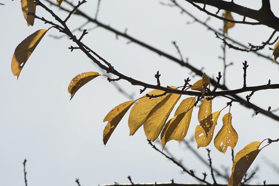 SONY α7II × Canon FD300mm F2.8 S.S.C.