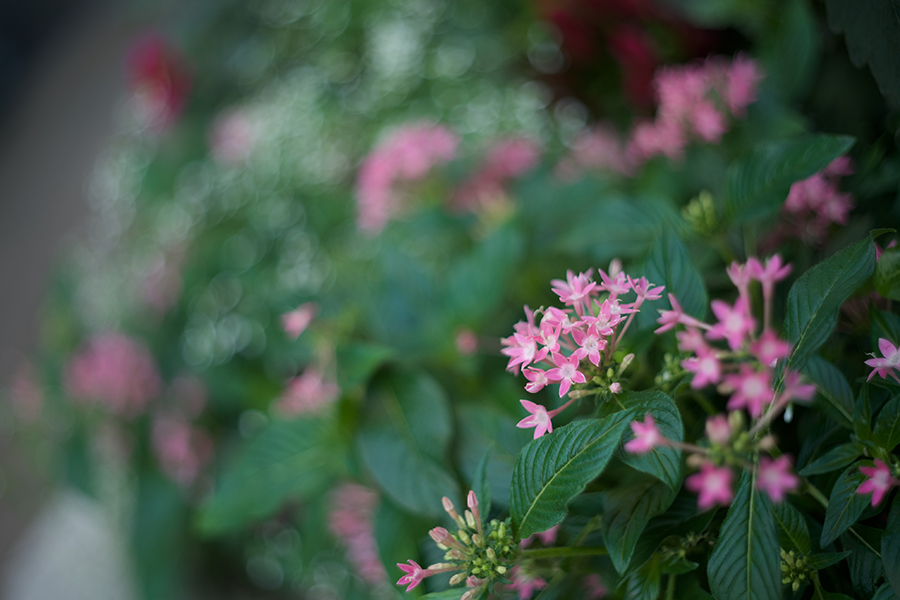 SONY α7RII × LEICA SUMMICRON M50mm F2 （1th）