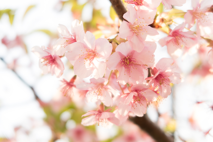 プレミアムコンデジでの桜撮影