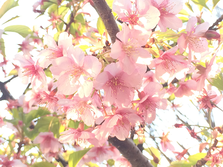 iPhoneでの桜撮影