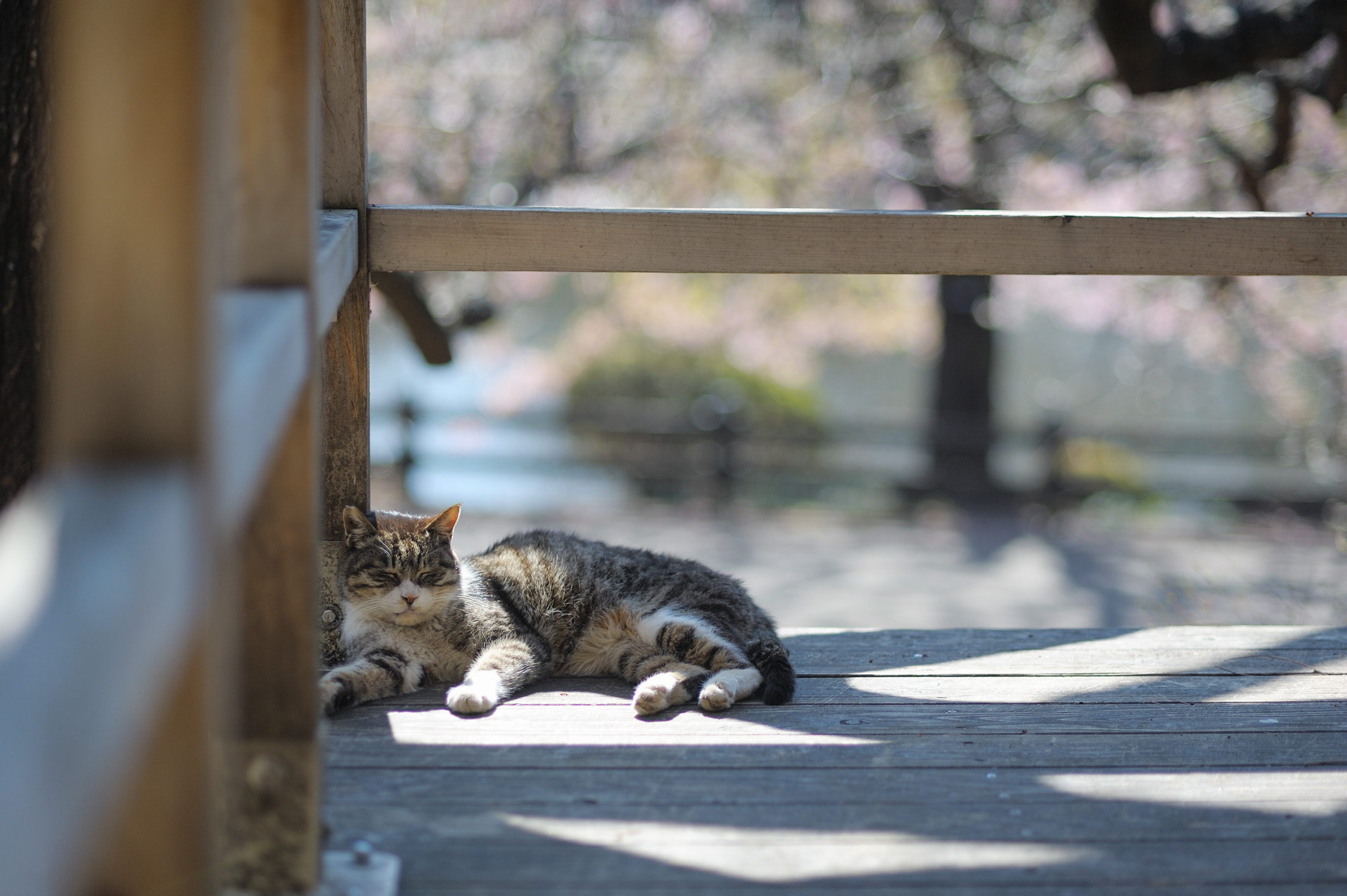 タイムズフォト】ニコン AF NIKKOR 85mm F1.8Dで撮る | THE MAP