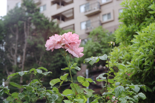 rainy-rose