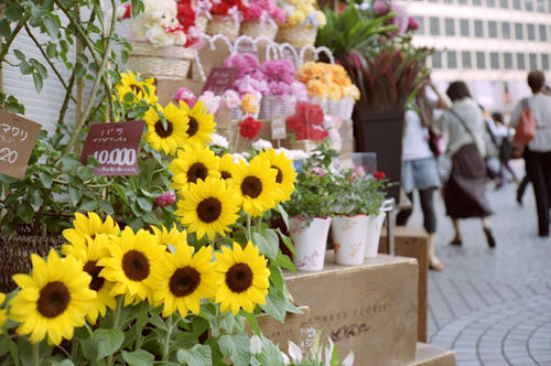 sunflower