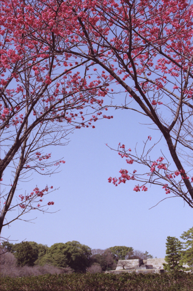 大奥の紅梅