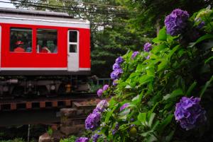 紫陽花電車 紫陽花電車