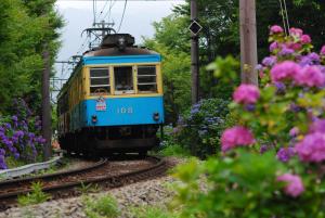 紫陽花電車 紫陽花電車